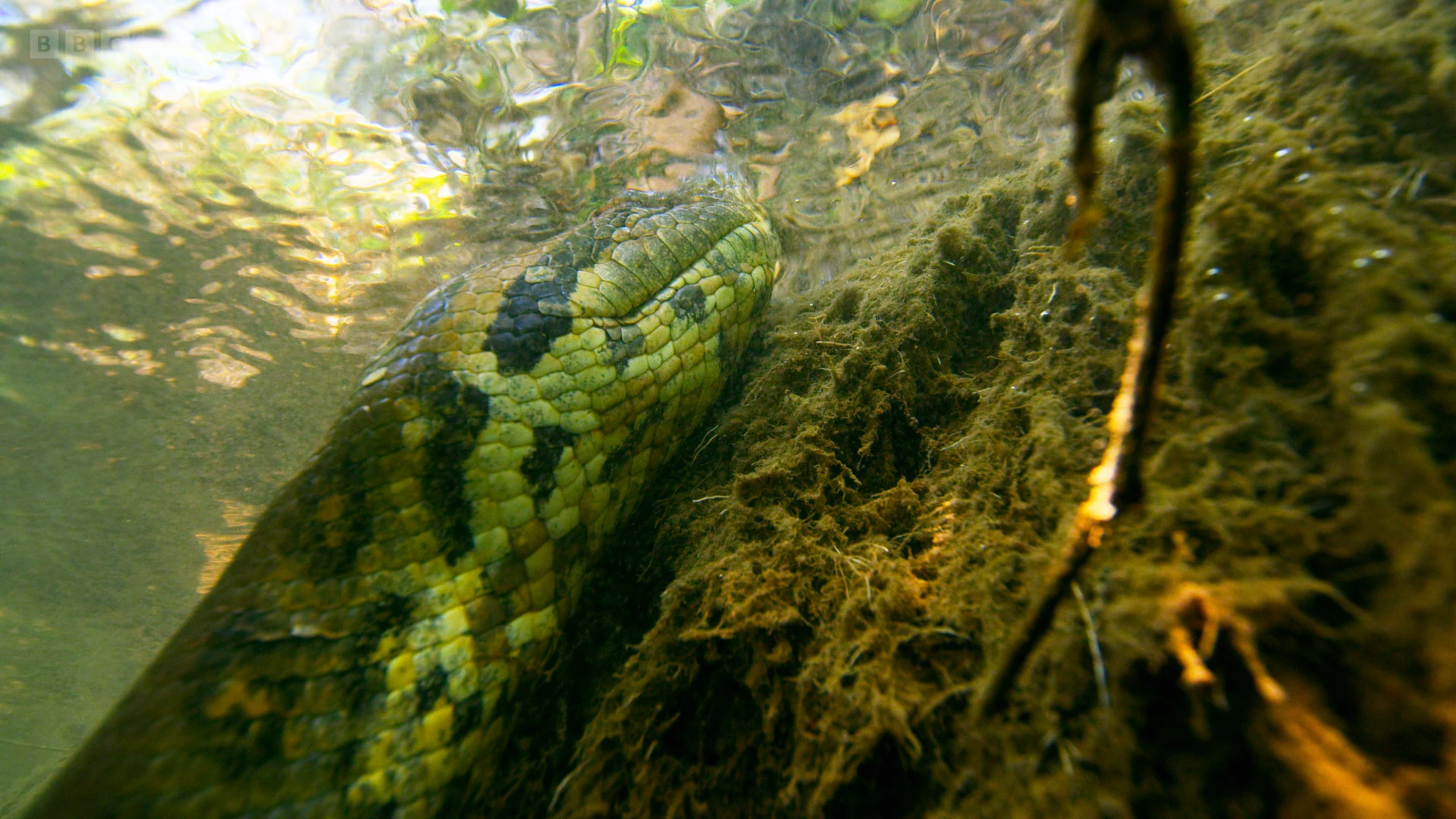 Green anaconda (Eunectes murinus) as shown in Seven Worlds, One Planet - South America